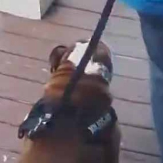 猫の動画 ねこわん！