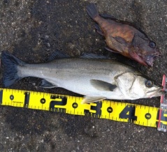 連日調査でシーバス　アライバー85