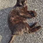 馴れていない成猫の幸せへの道