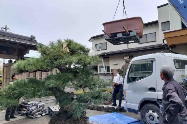 150キロの鉢！クレーン吊り上げの黒松植替え‼️ : 雨竹 盆栽 水石 便り