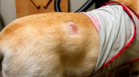 盲導犬刺傷事件で衝撃の事実が発覚 → 無責任な報道を繰り返したマスコミ各社にネット民大激怒