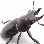 クワガタ備忘録