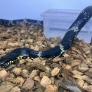 アムールラットスネーク Elaphe schrencki