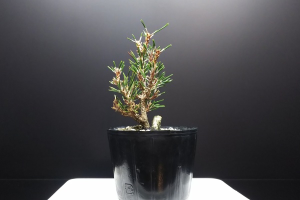 Bon Bonsai - 千寿姫