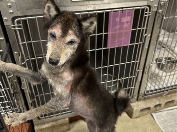 かおりんちゃんに保湿クリームヒルドイドを😰💦