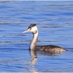 おとめちっくな夢もよう