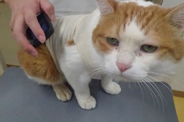 ゆうちゃんの小部屋