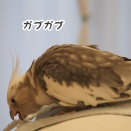 タオルに乗るクスィー