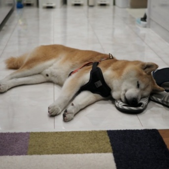 あった方がいい♪