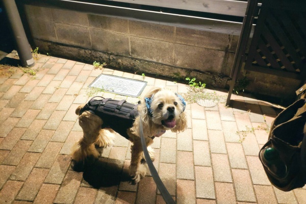 だいもん部長ブログ アメリカン コッカー スパニエル