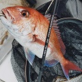 【有明海】春の乗っ込みタイラバと根魚釣り