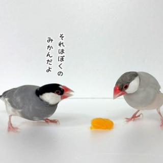 ブンチョ日誌