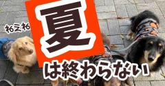 夏？まだ夏？