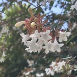 『あ〜しあわせ（幸せの定義）　vol.4447』の画像