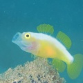 6月13日　ナカモトイロワケハゼ