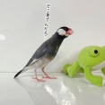 迷子のケロ太とセラ