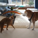 一触即発！…にはならない♪