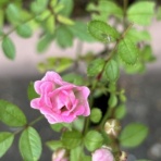 薔薇の香りに誘われて