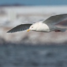 亜種アラスカシロカモメ飛翔 Glaucous Gull