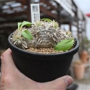 恵比寿大黒＆入荷植物