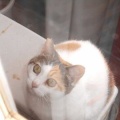猫に小判を与えたら。 埋蔵金：千八百七拾八両　またかぁ・・・。　でぇ、お前ぇはぁ？