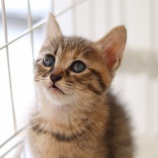 『【里親募集中】生後約1ヶ月半~2ヶ月の子猫たち』の画像