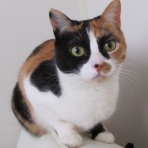 三毛猫はちことももこ