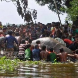 『「戮力協心」世界ゾウの日：洪水で流されたゾウの救出』の画像