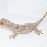 『ネコツメヤモリ！！』の画像