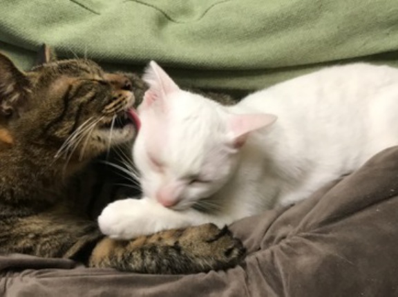 猫たちのテーマ曲　20260426