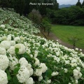 神戸フルーツフラワーパークの紫陽花