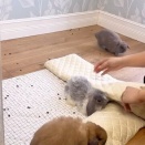 一緒におそうじ