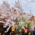 4月9日（木）の花🌸三昧•4…造幣局桜の通り抜け2