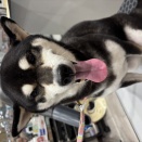 トリミングご利用のわんちゃん🐶🐾