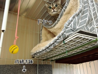 爪とぎ交換して大掃除終わった気分になってる