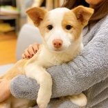 『【犬】みれなちゃん トライアル決定』の画像