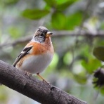 Tokyo_wildbirdpark_blog