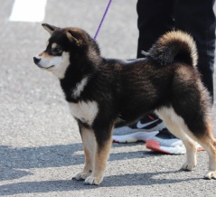 2026　春季　福井支部展＠ジャスピンⅠ