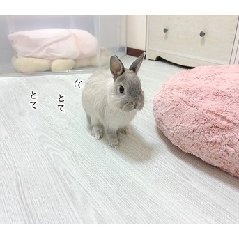 うさぎのルリ(3/5追記)