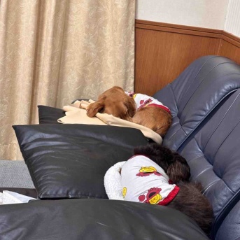 遊び呆ける飼主。