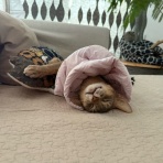 おうちごはんとおかしとねこ