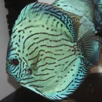 AquaDreams_officialのblog