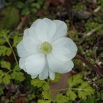 俳句の集い！望生の俳句