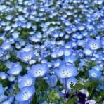 萌葱色の散歩道