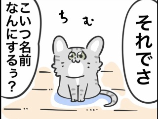 迷い猫がやってきた ③ 名前が決まりました