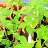 『素晴らしき哉、LEMB人生(5000回記念)(22)共に生きる(14)』の画像