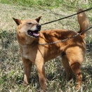 ２０２６年４月３日 お散歩ボランティアレポート