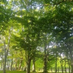 小林玲子の善光寺表参道日記