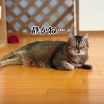 猫とお酒と日々のこと