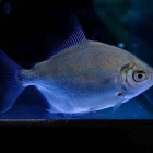 『11月20日(木)熱帯魚入荷情報①🐟』の画像